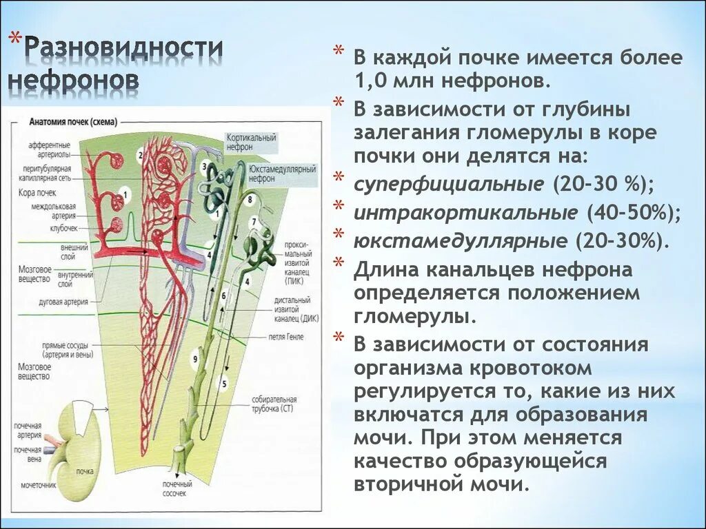 В мозговом слое почек находятся капсулы нефронов. Юкстамедуллярный нефрон функции. Интракортикальные нефроны функции. Кортикальный нефрон строение. Типы нефронов и их расположение.