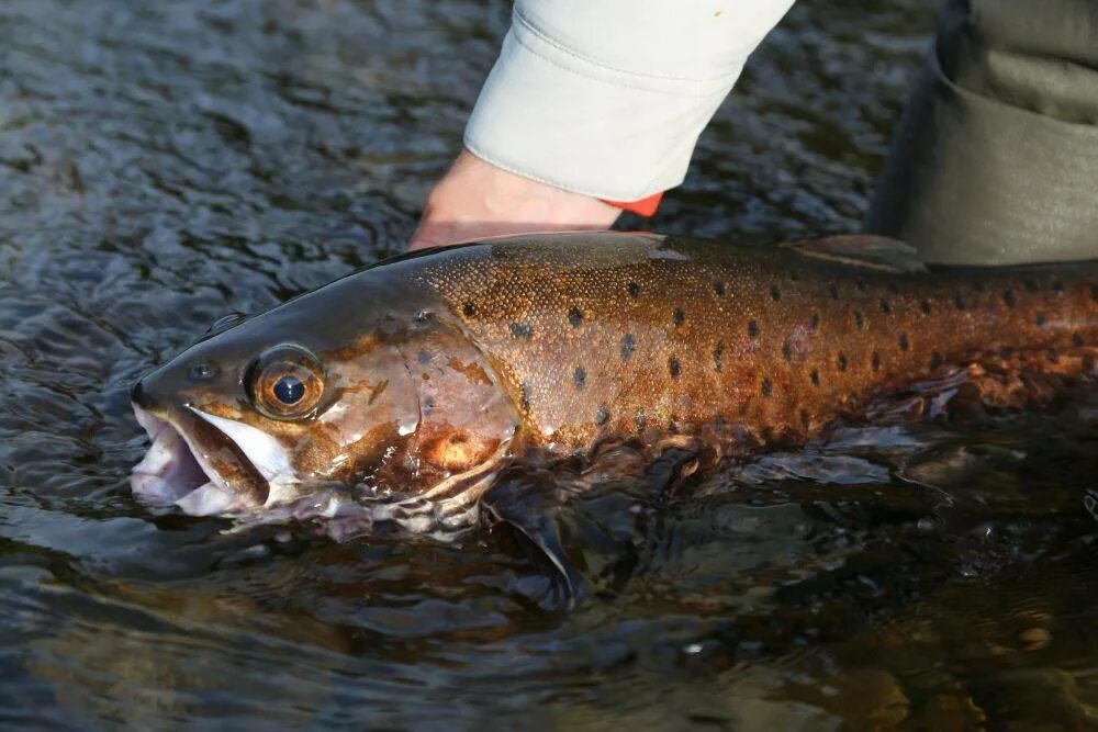 Ленок и таймень. Хариус ленок таймень. Ленок байкальский. Пятнистый ленок. Ленок дальневосточный.