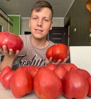 Томат минусинские форум