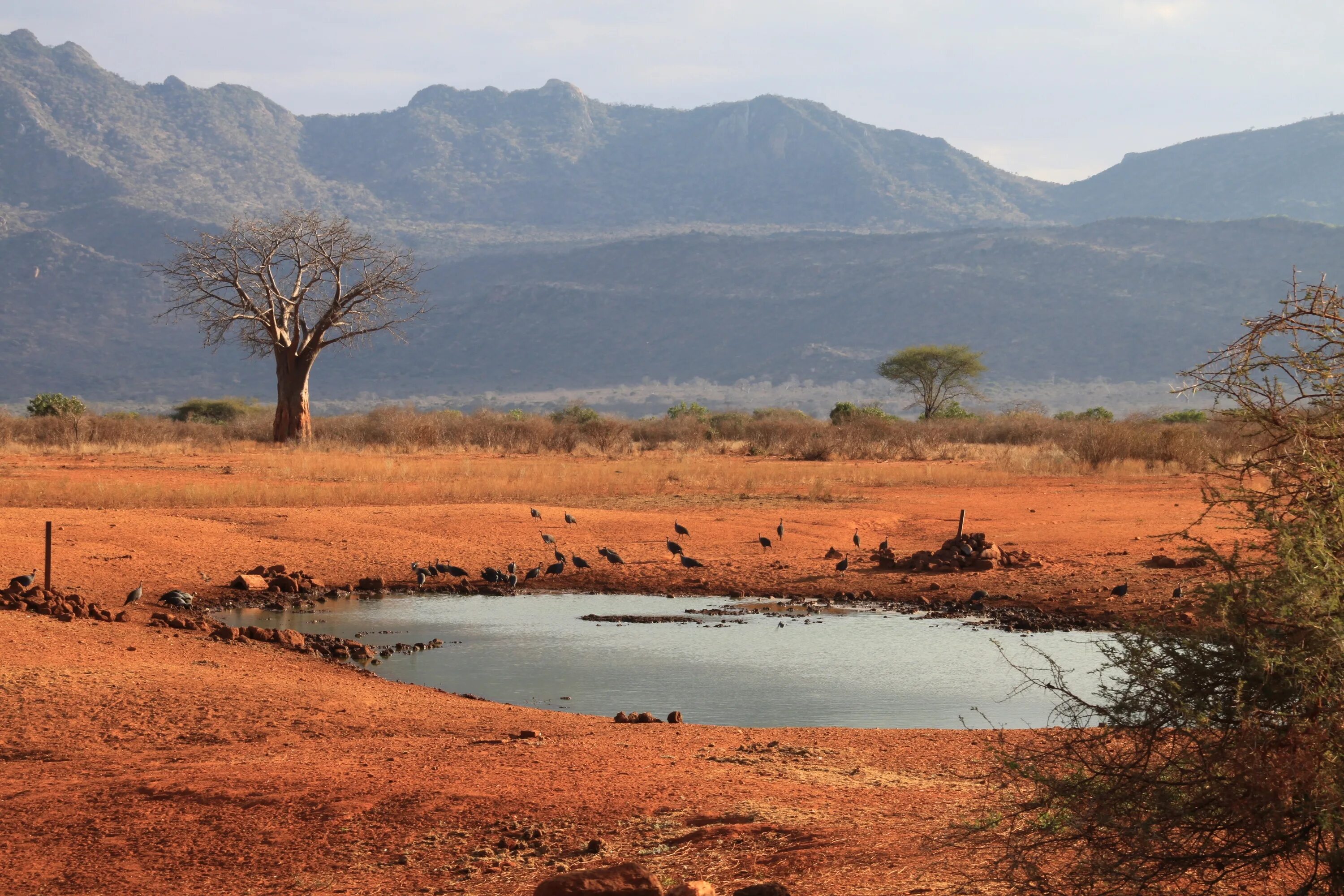 Воды восточной африки. Парк цаво Кения. Нац парк цаво. Парк цаво в Африке. Тсаво река цаво в Африке.
