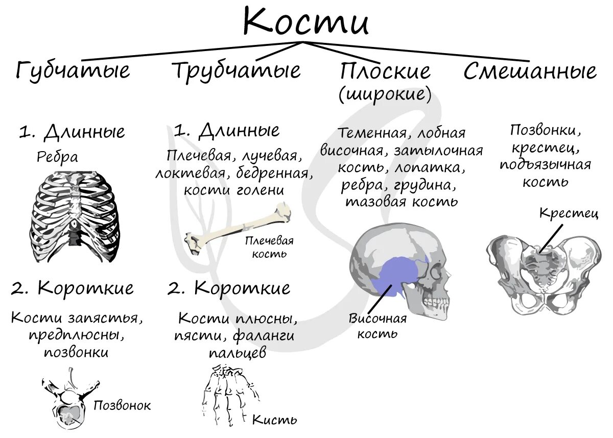 Какие кости относятся к височным. Классификация костей трубчатые губчатые. Виды и формы костей. Губчатые кости трубчатые кости человека. Кости трубчатые губчатые плоские смешанные.