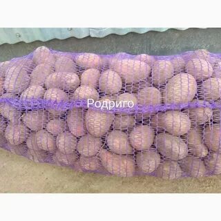 Сорт картофеля родриго характеристика отзывы фото описание