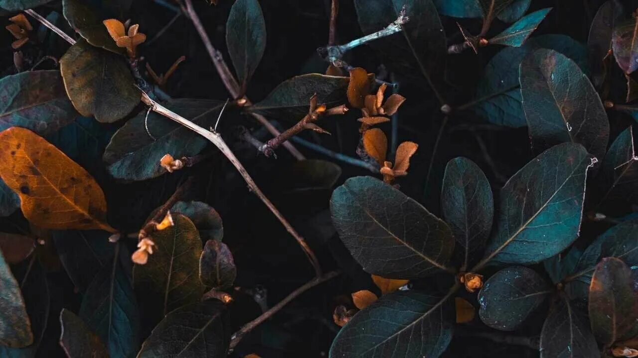 Pin by shofia ✨ ❤ on Aesthetics Dark aesthetic, Brown aesthetic, Night aesthetic