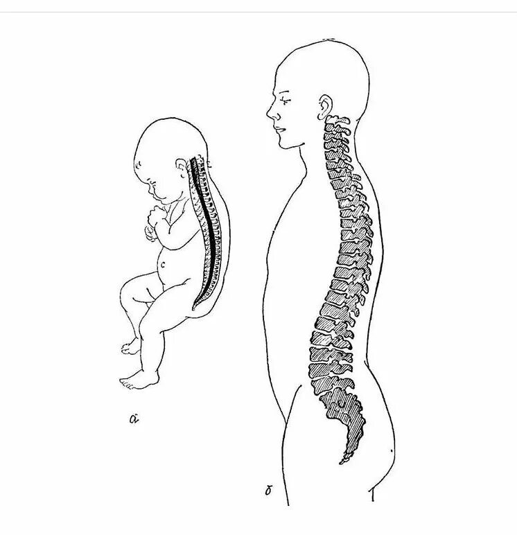 Развитие изгибов позвоночника