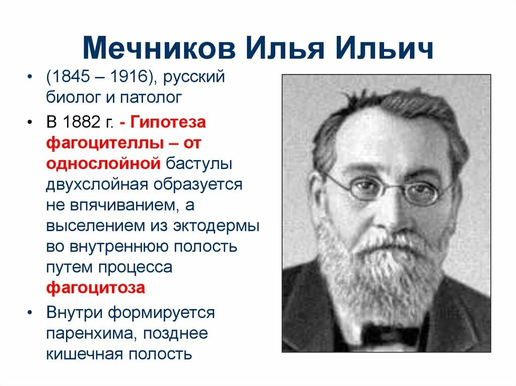 Какое явление открыл мечников. Мечников и.и. (1845-1916). Русский учёный биолог Мечников.
