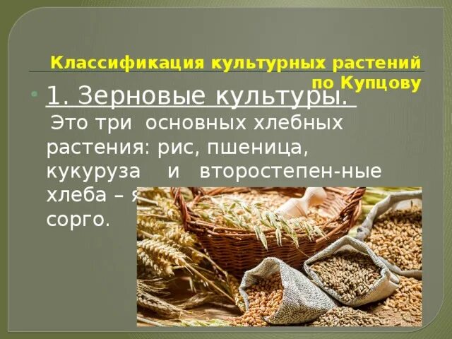 Зерновые культуры подразделяют на. Классификация хлебных растений. Классификация злаковых культур. Главные хлебные культуры.