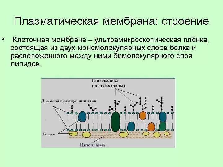 Плазматическая мембрана клетки состоит. Структура клетки плазматическая мембрана. Структура плазматической мембраны. Схема строения плазматической мембраны. Плазматическая мембрана животной клетки функции.