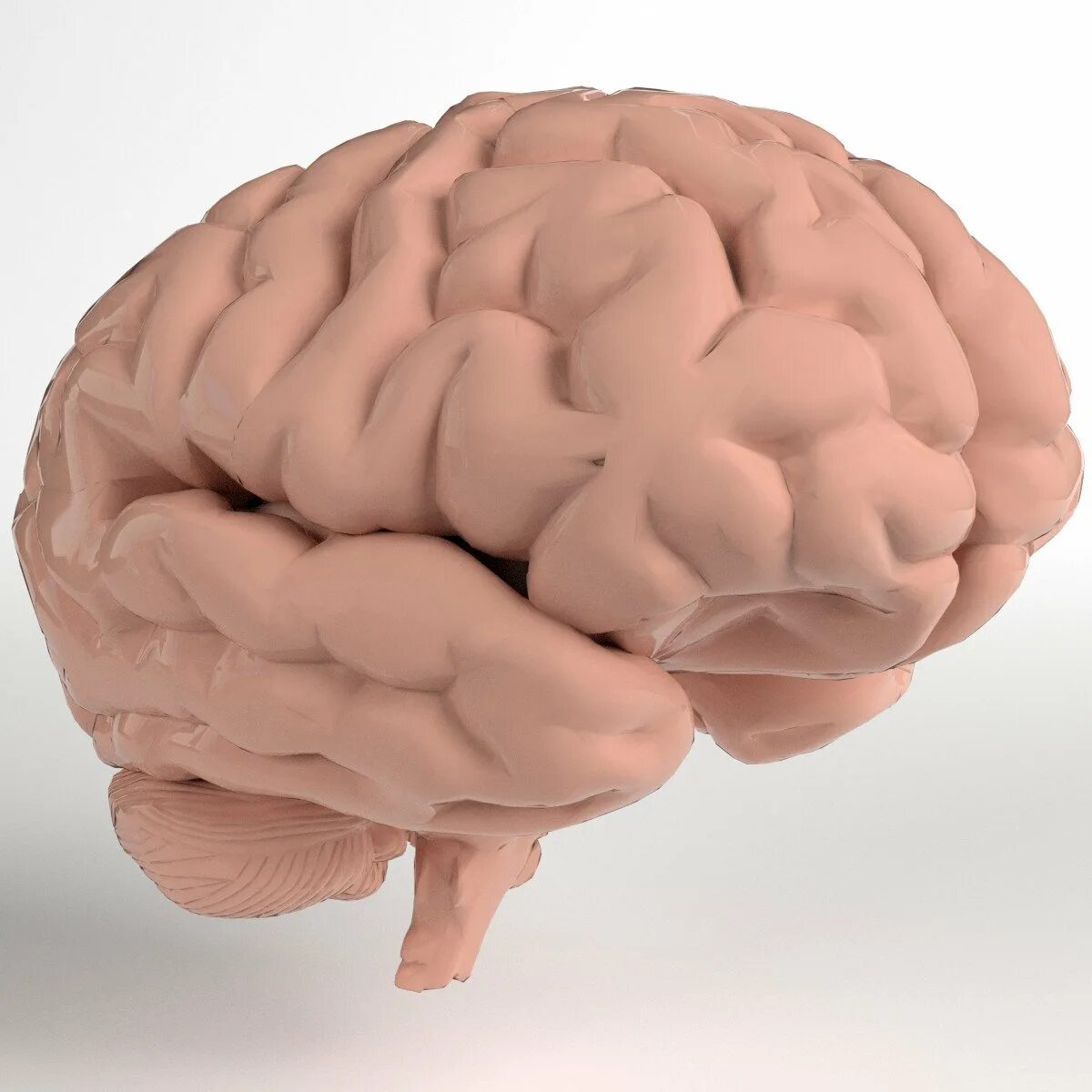 Brain model. Мозжечок 3д. Мозжечок анатомия 3д моделирование. Муляж мозга.