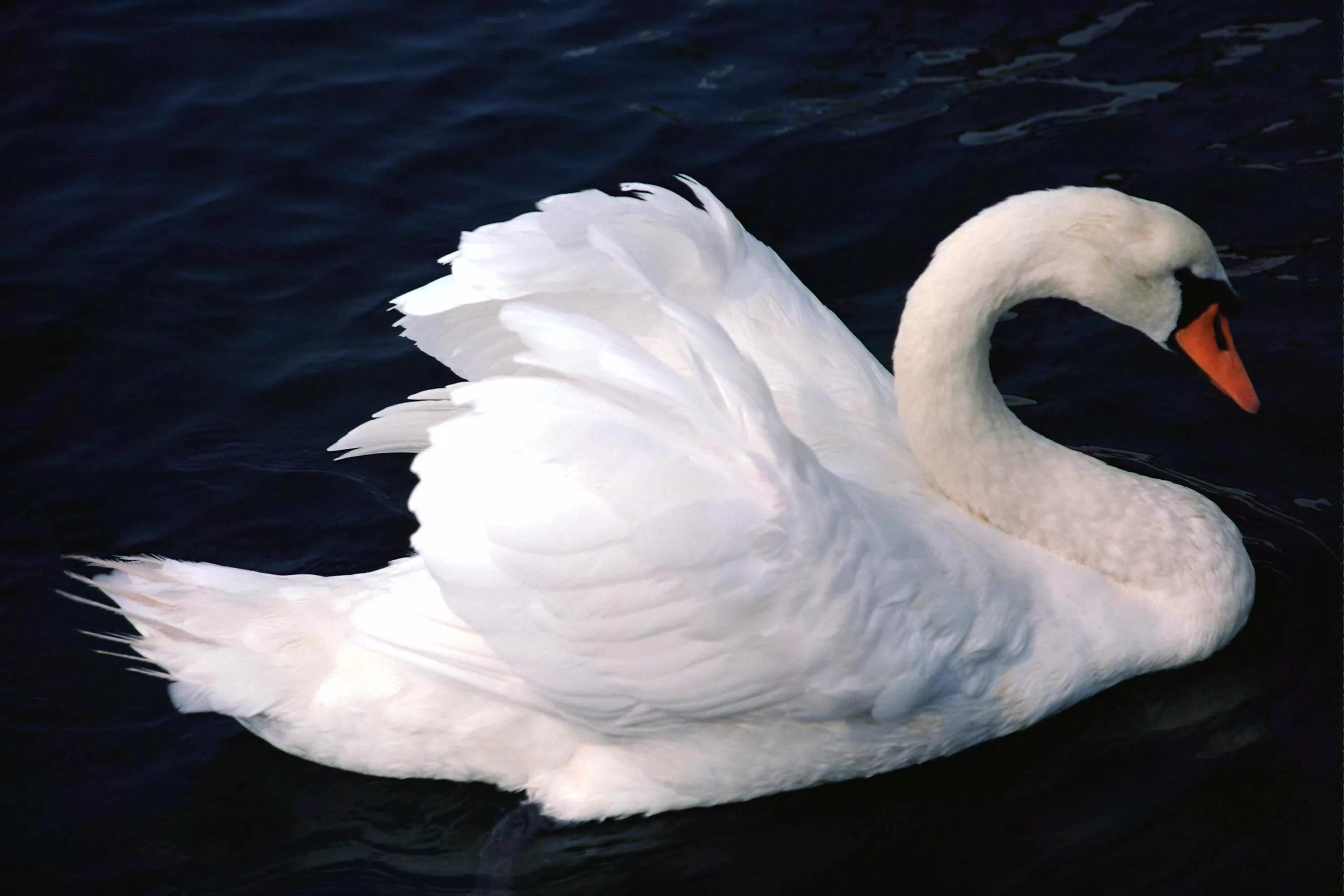 лебедь плывет. белые лебеди детская. белые лебеди детская. лебедь на белом фоне. белый лебедь.