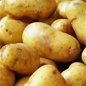 Картофель с зелеными пятнами. Зимняя картошка. Крахмал в картофеле при варке. Запах картофеля. Соланин в картофеле.