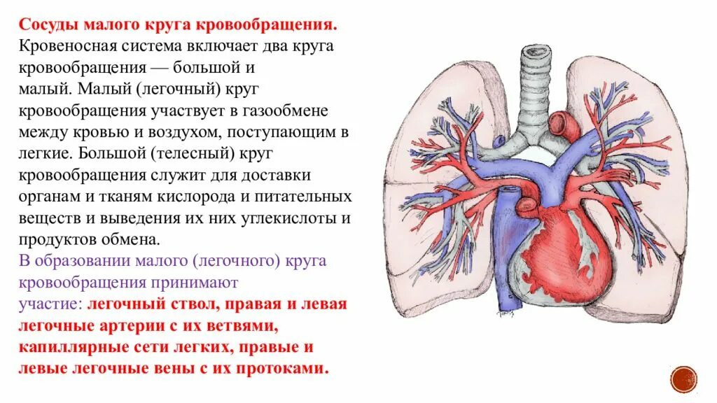 Сосуды малого легочного круга кровообращения. Вены малого круга кровообращения анатомия. Основные артерии и вены малого круга кровообращения. Малый круг кровообращения легочные вены. Легочный круг заканчивается