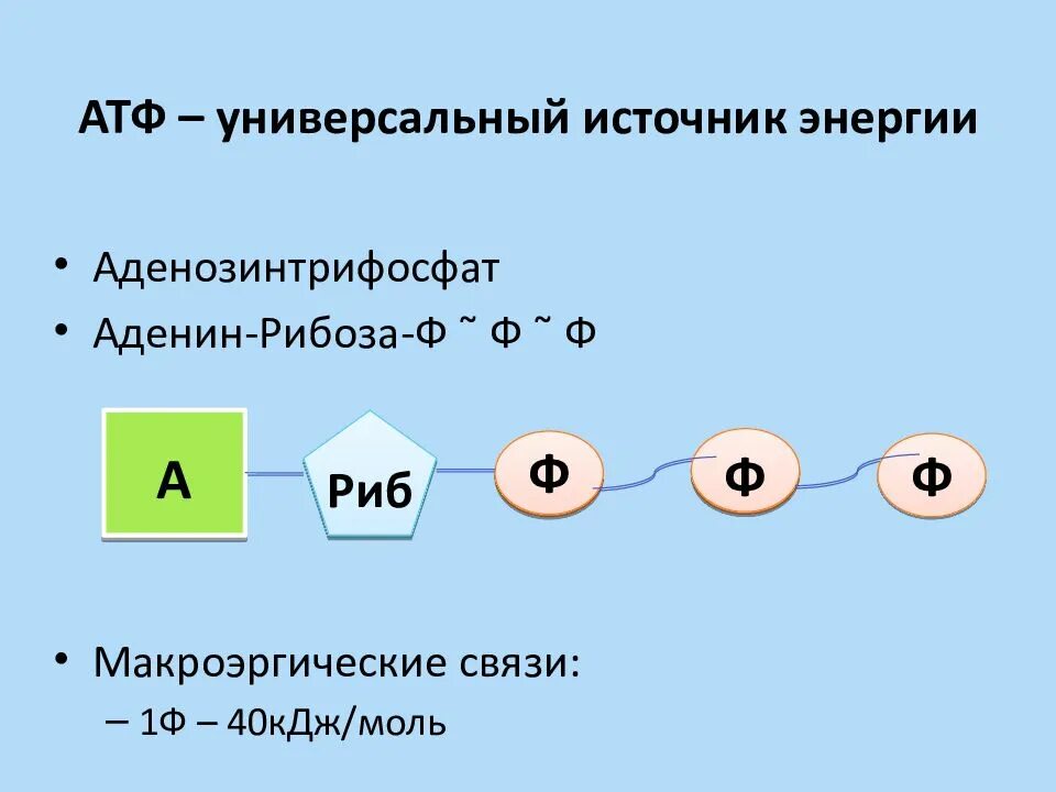 1 строение атф. Макроэргические связи в АТФ. Строение молекулы АТФ. Аденозинтрифосфат. АТФ универсальный источник энергии.