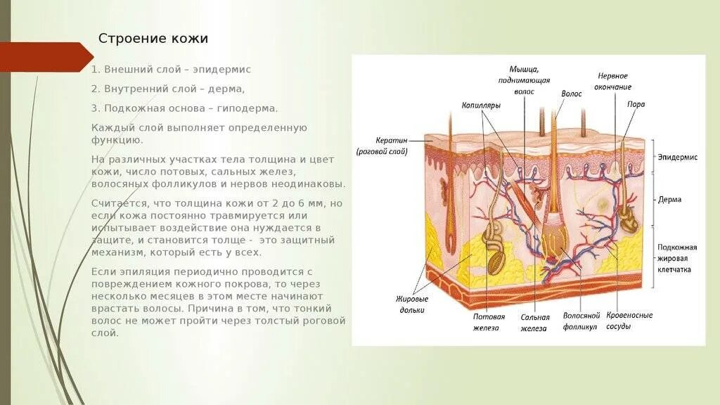 Значение кожи и ее строение тест. Кожа эпидермис дерма гиподерма. Функции кожи эпидермис дерма гиподерма. Эпидермис 2) дерма 3) гиподерма. Структура кожи эпидермис дерма гиподерма.