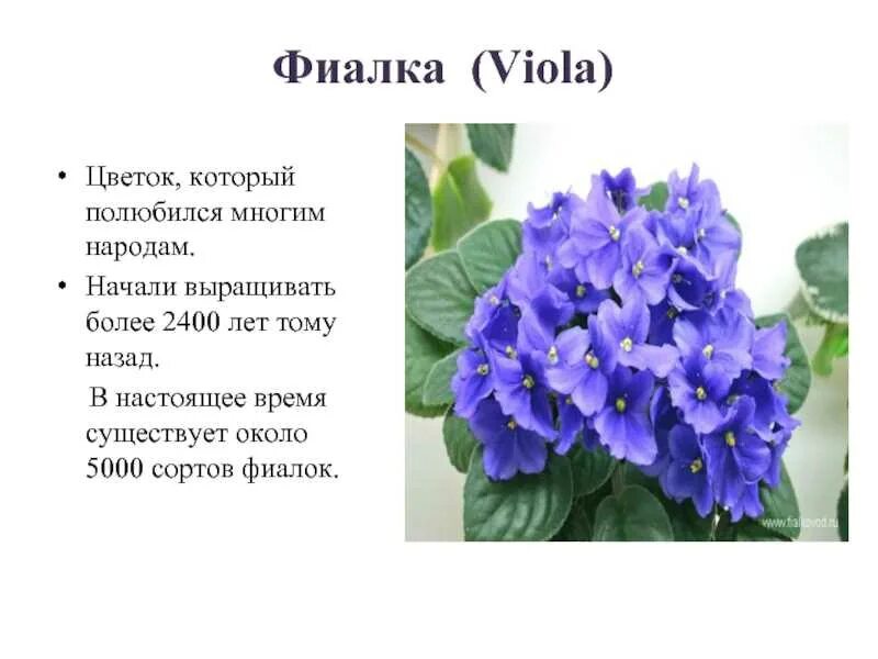 Узамбарская фиалка. Фиалка узамбарская плод. Фиалка пурпл фиолет. Проект фиалка мой любимый цветок. Мой цветок фиалка.