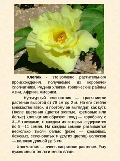 Хлопок история