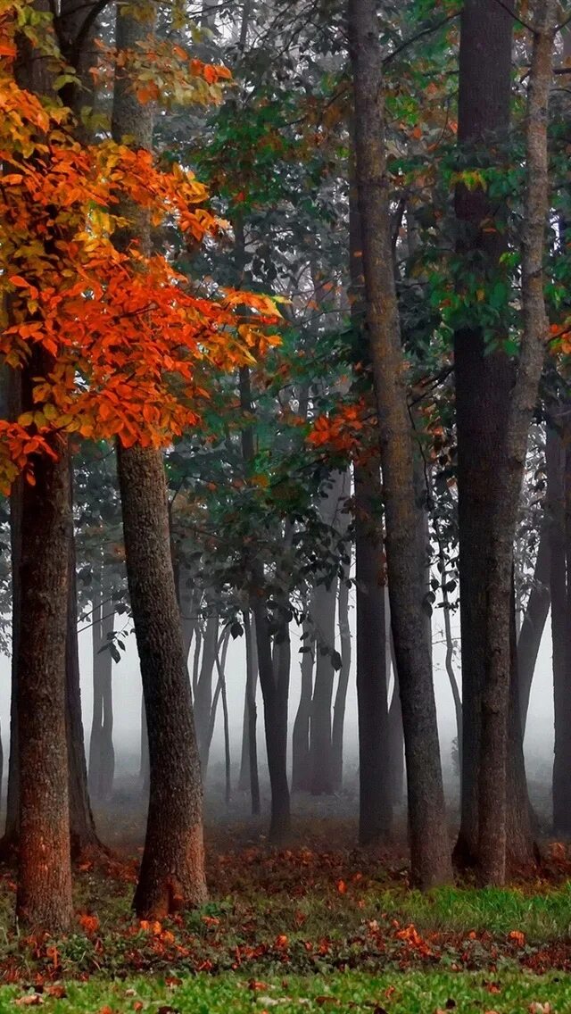 Солнечный лес. Skyrim se forest. Теплый лес. Se forest. Густой ночной лес скайрима.