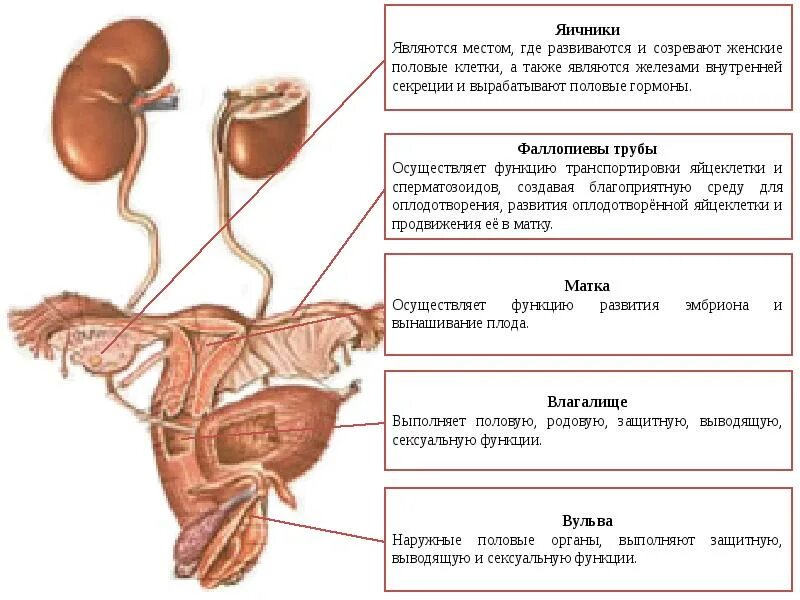 Какие органы входят в половую. Половая система человека. Половая система человека презентация. Характеристика половой системы. Половые клетки мужской половой системы.