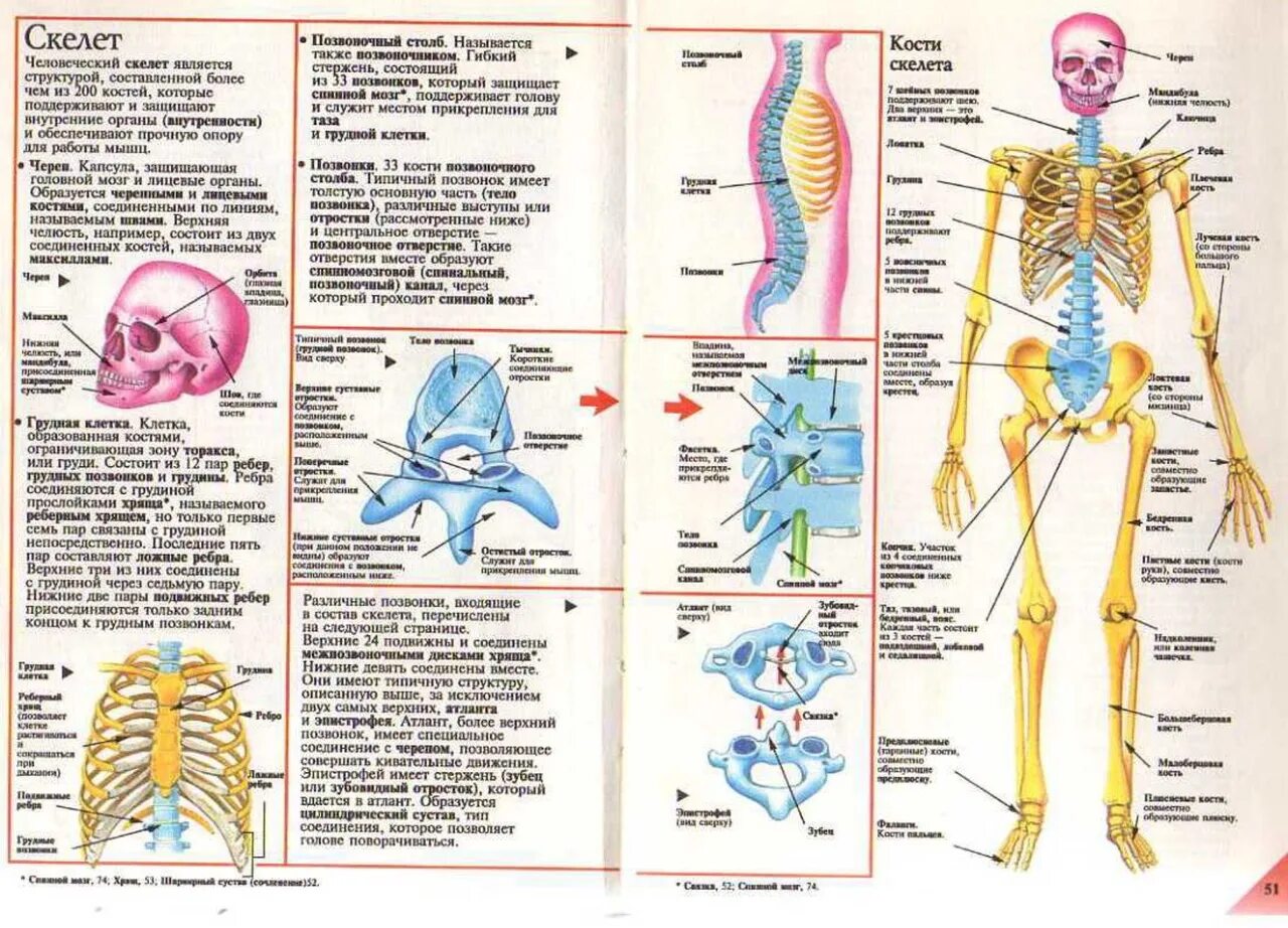 Биология человека егэ. Строение скелета человека. Скелет человека ЕГЭ. Скелет ЕГЭ биология. Скелет человека для ЕГЭ по биологии.