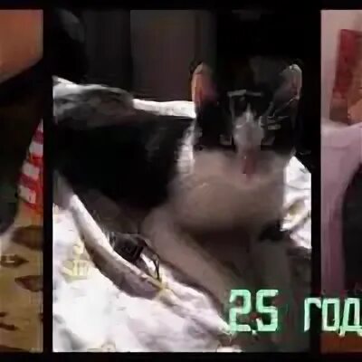 Как понять кастрированный или нет