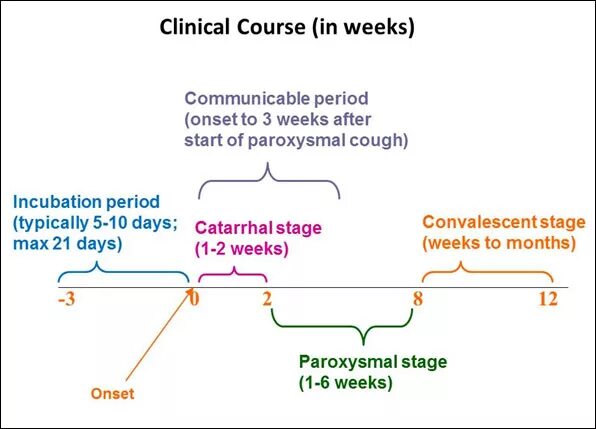 Incubation period. Whooping cough Symptoms. Incubation period Eagle. Stages if Infectious Stages.