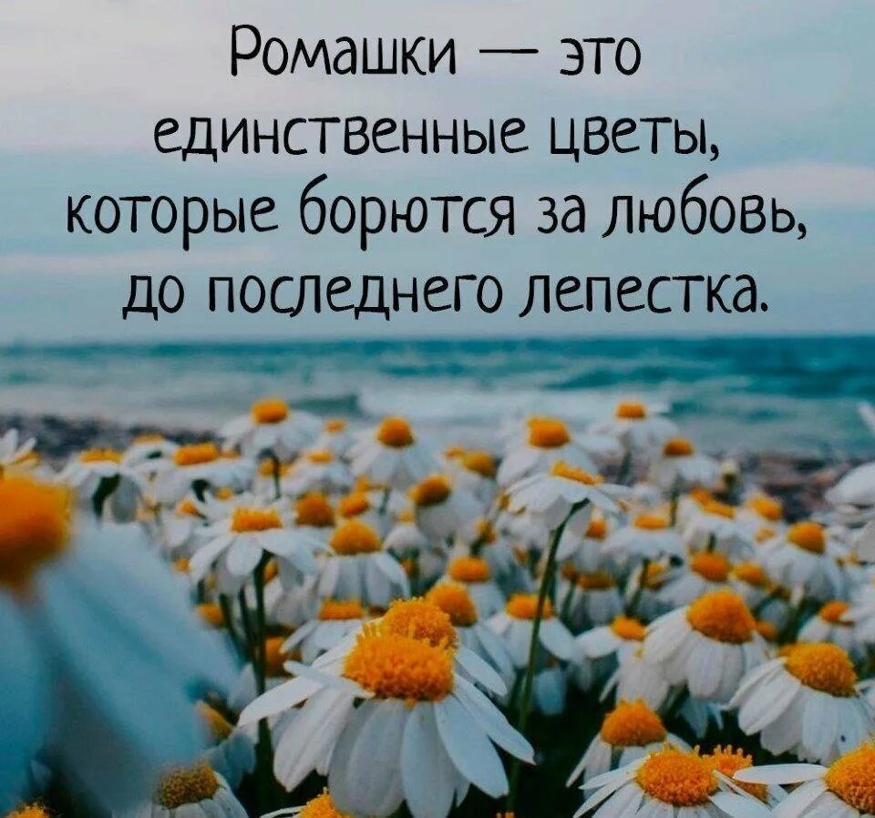 Цветы от любимого цитаты. Цитаты про ромашки. красивые афоризмы. цитаты про цветы. про ромашки высказывания красивые.