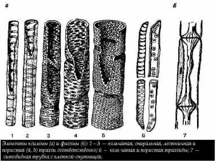 Трахеиды ксилемы. Трахеиды ткани растений. Ситовидные трубки и трахеиды. Трахеиды и ситовидные клетки. Элементы ксилемы и флоэмы
