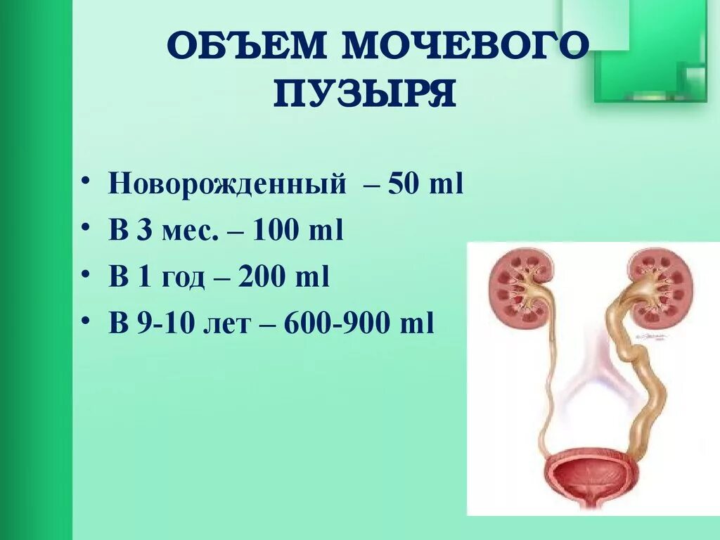 Сколько литров мочевой