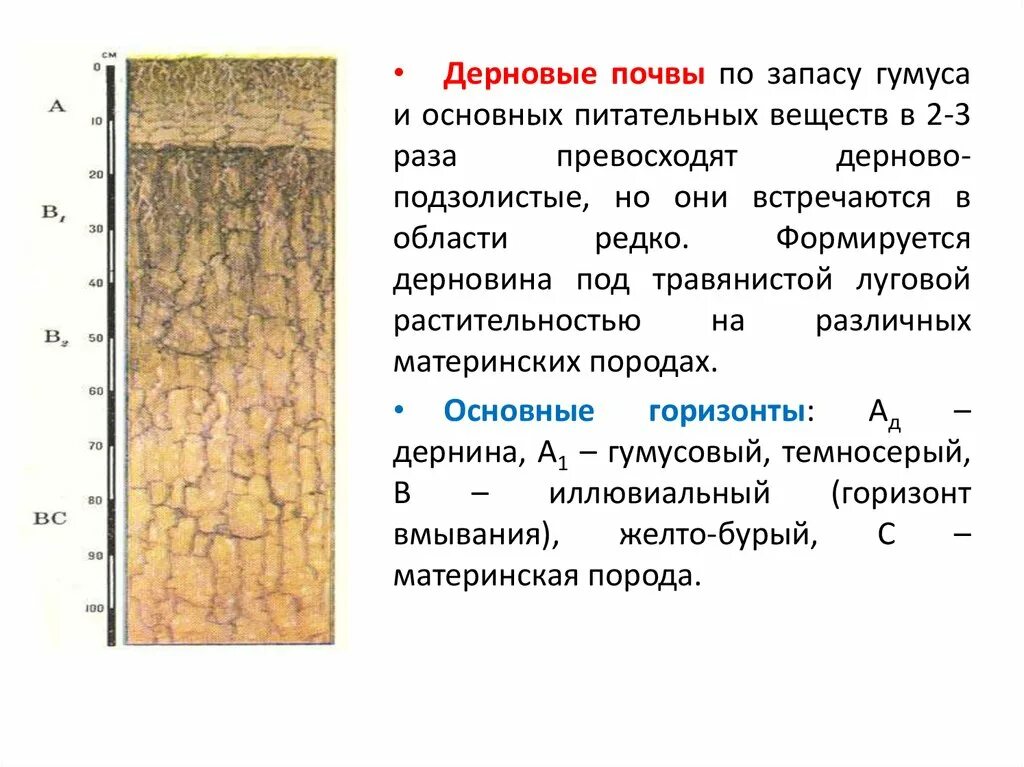 Дерново подзолистые почвы территория. Строение профиля дерновой почвы. Дерново-подзолистые почвы профиль. Почвенный профиль дерново-подзолистых почв. Дерново-подзолистые почвы гумусовый Горизонт.