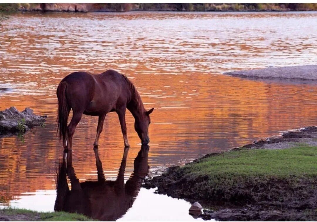 Лошадь пила воду. Лошадь у реки. Кони на водопое. Лошадь на речке. Лошади на рассвете.