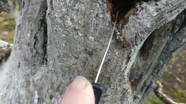 Извлекает из трещин коры различных насекомых. Морозобоины коры плодовых деревьев. морозобоины на яблонях. что такое морозобоины на плодовых деревьях. трещины в коре плодовых деревьев.