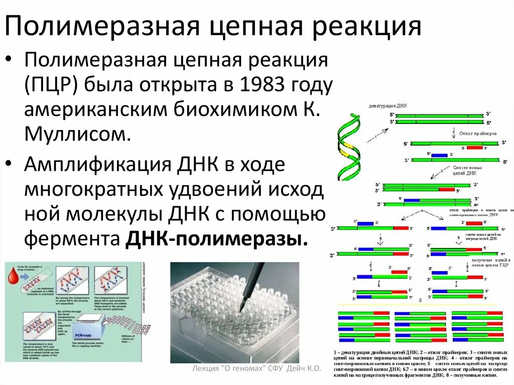 . Полимеразная цепная реакция (ПЦР). Этапы. Молекулярно биологический метод полимеразная цепная реакция. Компоненты полимеразной цепной реакции таблица. Схема исследования методом ПЦР.