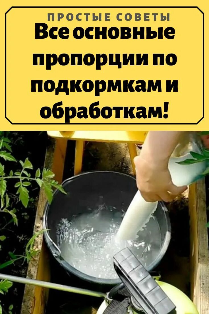 Сыворотка в огороде и саду применение. Подкормка огурцов сывороткой. сыворотка для подкормки растений в огороде. полив огурцов сывороткой. подкормка огурцов молоком и йодом.