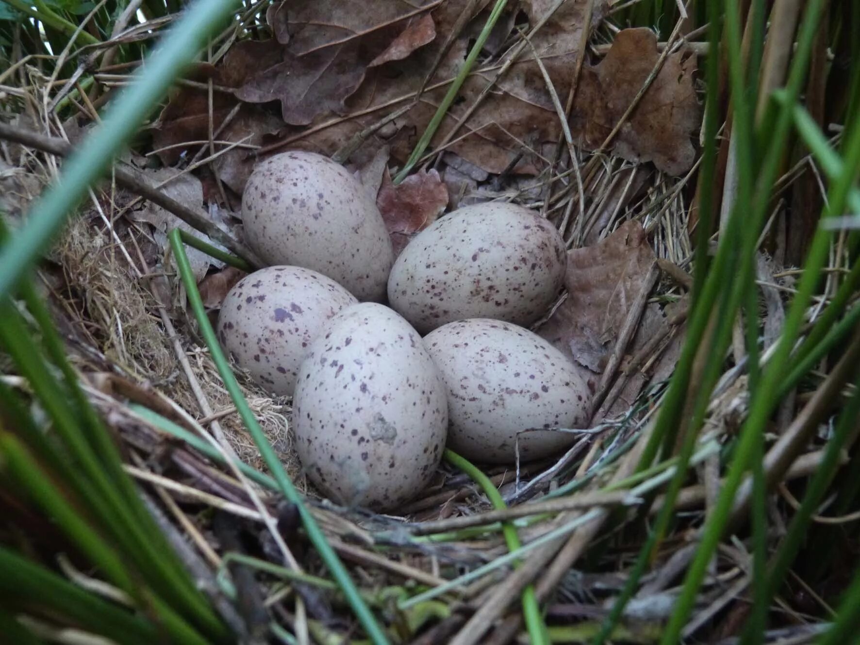 Яйца птиц. Яйца птиц Подмосковья. Пятнистые яйца птиц. Птички яички.