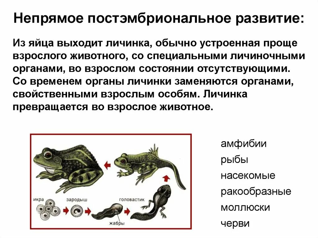 Выберите признаки характеризующие прогрессивное развитие рептилий. Постэмбриональное развитие у животных прямое и Непрямое. Гребенчатый Тритон постэмбриональное развитие. Постэмбриональное развитие пресмыкающихся. Непрямое развитие организма.