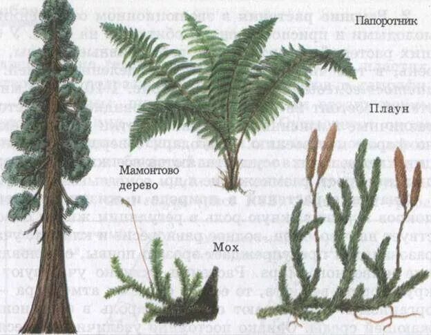 Высшие растения примеры названия. Нецветковые растения. Высшие растения представители. Высшие растения названия. Разнообразные высших растений.