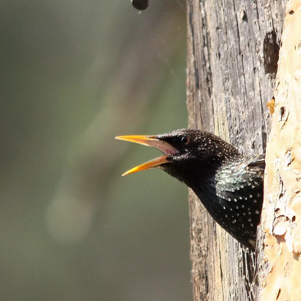 птицы дрозды и скворцы. обыкновенный скворец. скворец клюв. японский скворец. клюв скворца.