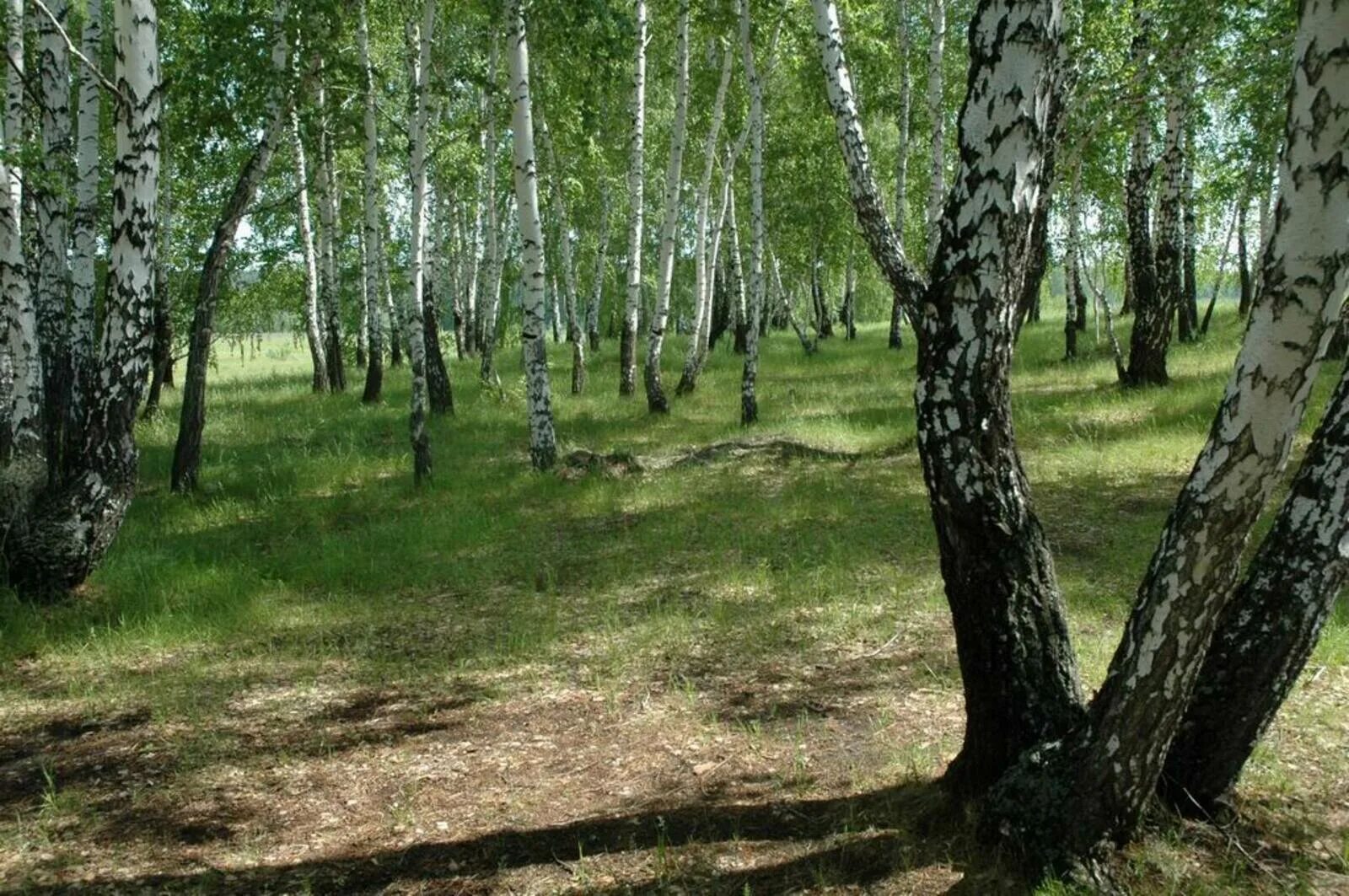 м березовый лес. березовая роща усть илимск. березовая роща томск. берёзовая роща жигулевск май. м березовый лес.