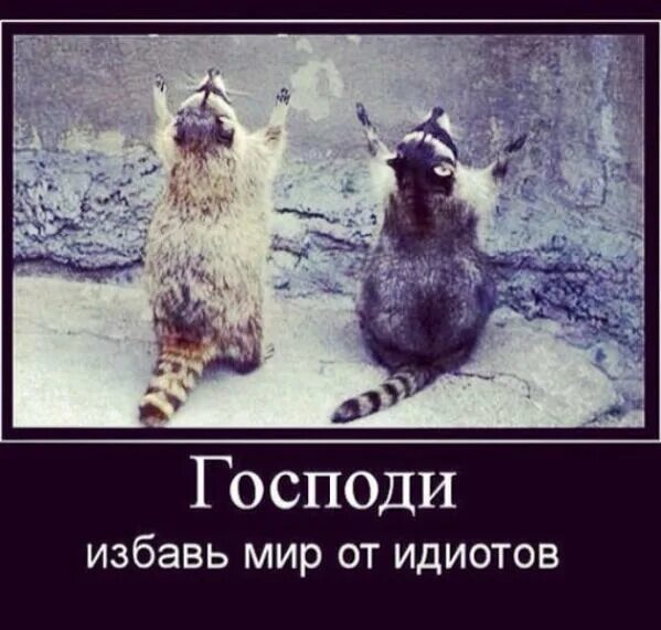 Спасибо дура кот