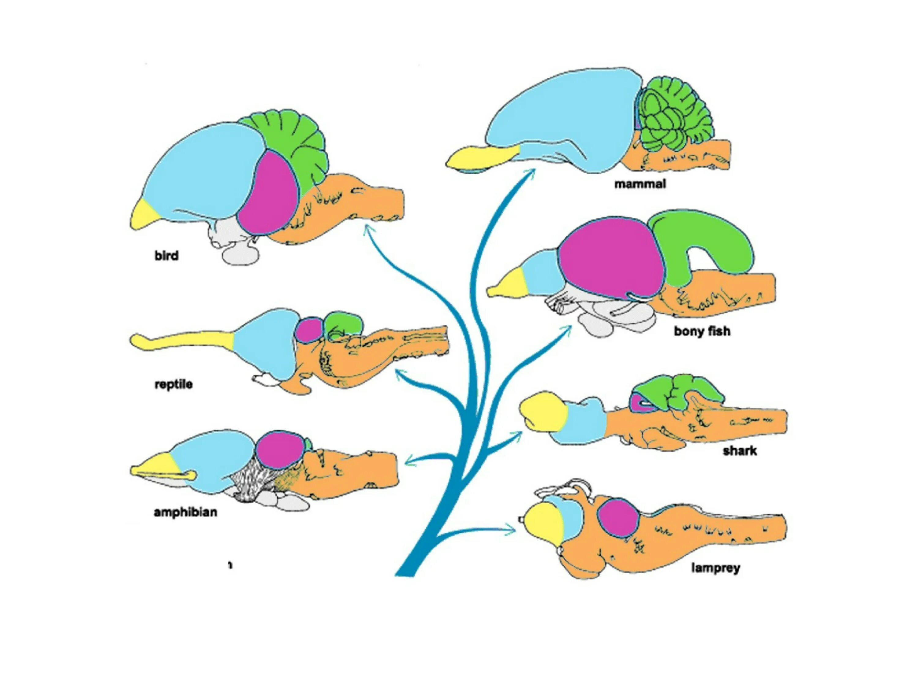 Эволюция мозга у позвоночных животных. Эволюция головного мозга. Головной мозг позвоночных. Эволюция головного мозга позвоночных. Эволюция головного мозга у позвоночных животных.