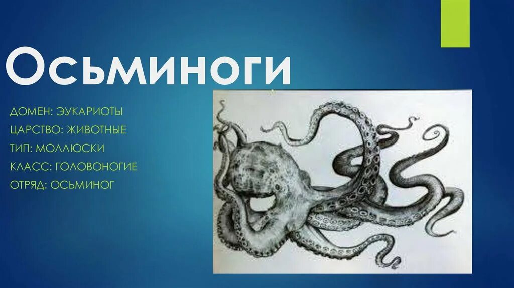 Историю осьминога. Осьминог для презентации. Строение осьминога. Осьминог презентация для детей. Осьминог информация для детей.