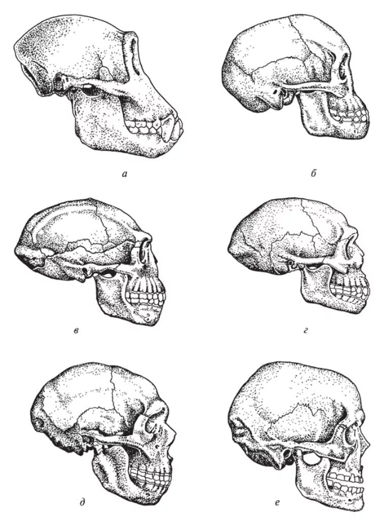 Мозг гориллы и человека. Антропогенез черепа человека. Череп австралопитека сбоку. Эволюция черепа у гоминид. Антропогенез антропоморфозы.