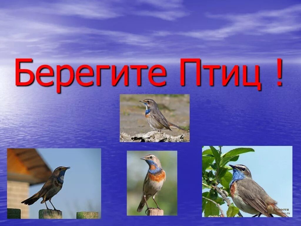 Берегите птиц. Охрана птиц. Берегите птиц презентация. Охрана птиц картинки.