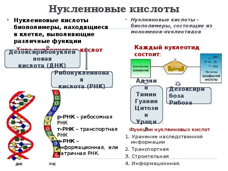 Нуклеиновыми кислотами клетки являются