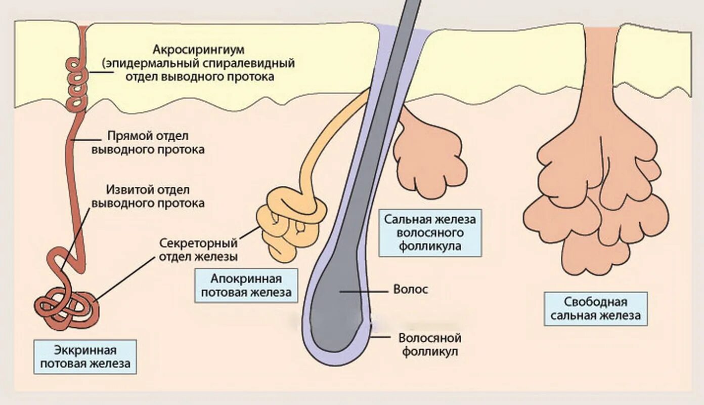 Где расположены сальные потовые железы корни волос. Эккринные потовые железы. Потовые железы анатомия строение. Строение сальных и потовых желез.