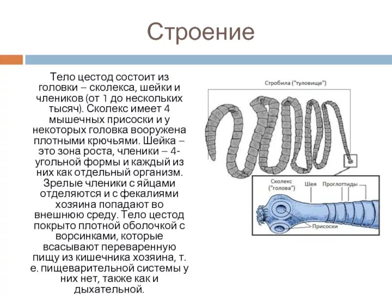 Строение головок ленточных червей. Строение цестод. Строение сколекса цестод. Тело червей разделено на