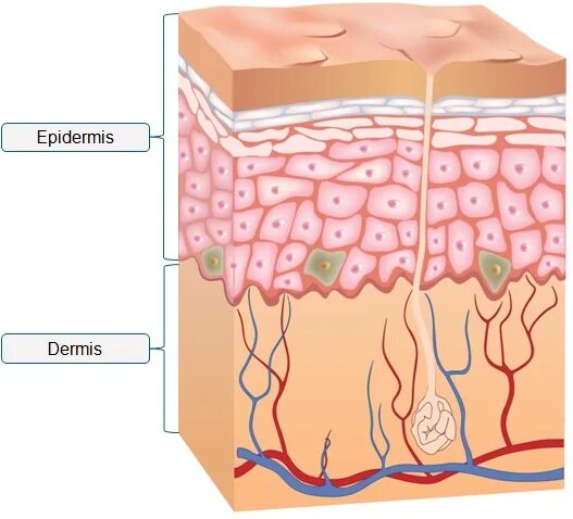 New dermis купить. Нью дермис. New dermis производитель. Крем ньюдермис. СПФ New dermis.