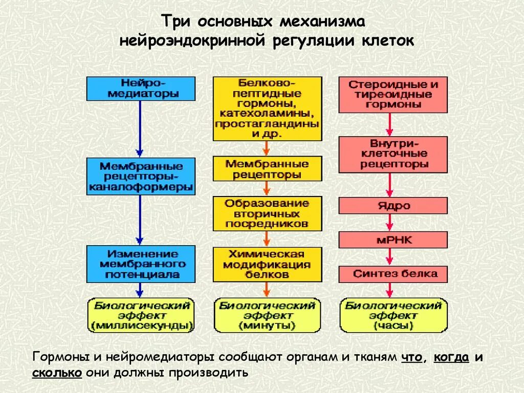 Структура системы как механизм. Механизмы регуляции нейроэндокринной системы. три основных механизма нейроэндокринной регуляции клеток. нейроэндокринная регуляция функции клетки. схема нейроэндокринной регуляции.