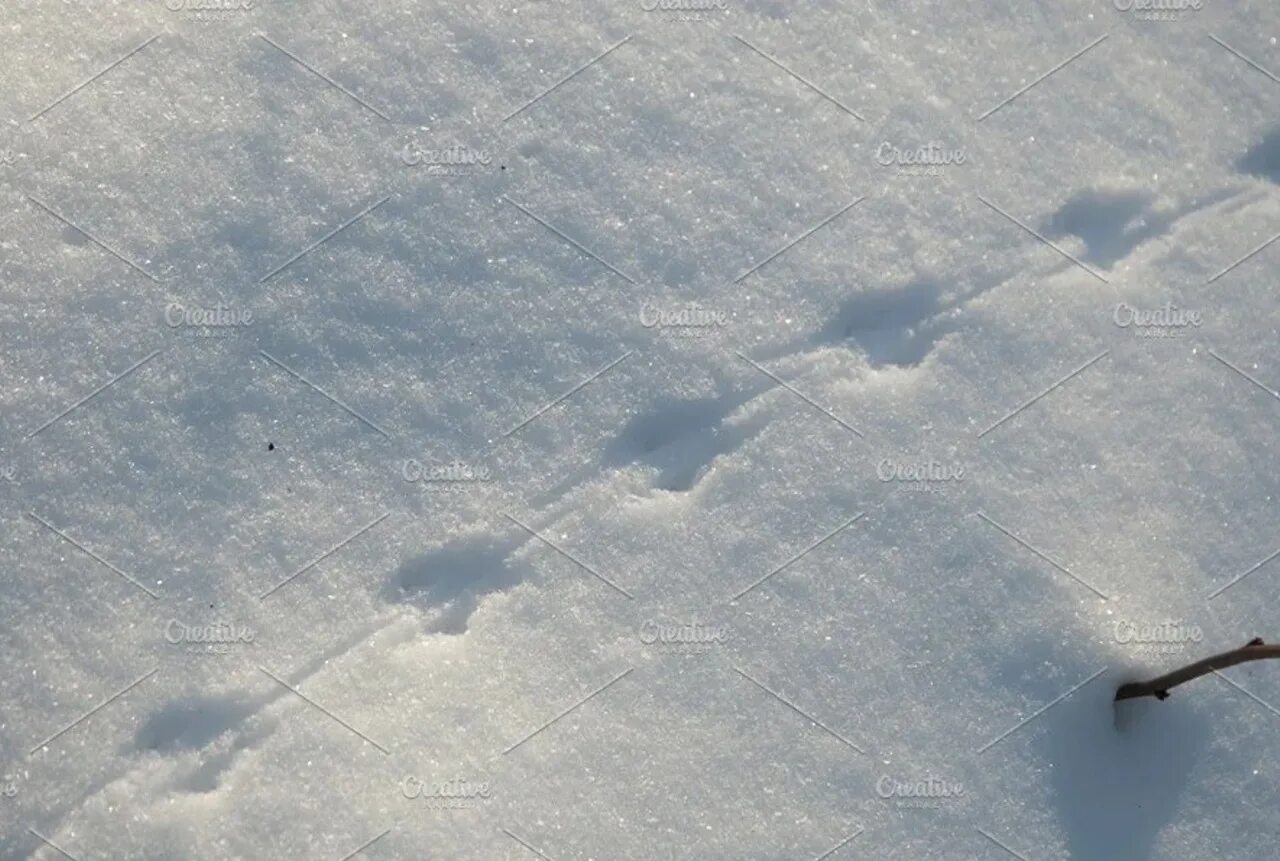 Следы на снегу. Следы мышки на снегу. Следы мыши на снегу зимой. Следы грызунов на снегу. По следу крысы 3 военный