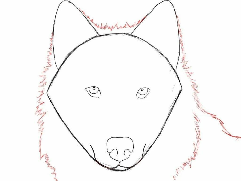 Пошаговое рисование волка. Волки рисунки карандашом для начинающих. Поэтапное рисование морды волка. Поэтапное рисование волка для детей. Волк поэтапно для детей