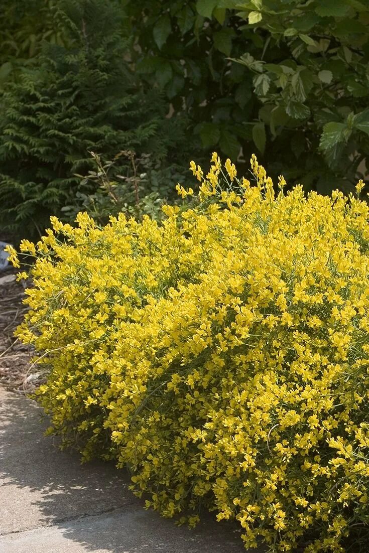 Желтые кусты фото и названия. Буш кустарник желтый. Genista Lydia. Форзиция почвопокровная. Декоративный кустарник Гретта желтый.